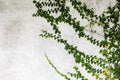 Ivy on old white cement wall pattern and background Royalty Free Stock Photo