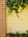 Green ivy on old yellow cement wall in the sunlight Royalty Free Stock Photo