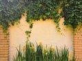 Green ivy on old yellow cement wall in the sunlight Royalty Free Stock Photo