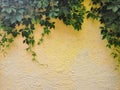 Green ivy on old yellow cement wall in the sunlight Royalty Free Stock Photo