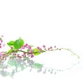 Green ivy with pink blossoms Royalty Free Stock Photo