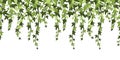 Green ivy plant branches background. Hanging vine with leaves, floral botanical backdrop cartoon vector illustration Royalty Free Stock Photo