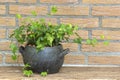 Green ivy plant in clay pot Royalty Free Stock Photo