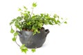 Green ivy plant in clay pot Royalty Free Stock Photo