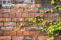 Green ivy plant creeping across an old brick wall Royalty Free Stock Photo