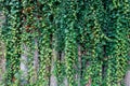 Green ivy plant Royalty Free Stock Photo