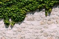 Green ivy plant growing on a grungy stone wall in Alcala de Henares, Spain