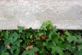 Green Ivy Plant Growing On The Rough Concrete Wall. Backdrop, Background