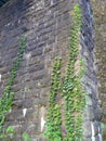 Green ivy plant on an old stone wall Royalty Free Stock Photo