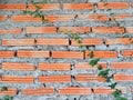 green ivy plant wall brick adhesion white with orange cement background and copy spaces