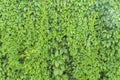 Green ivy plant wall texture like garden seamless bush fence Royalty Free Stock Photo