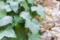 Green ivy among the rough gray stones of the old wall Royalty Free Stock Photo