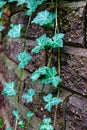 Green ivy on the Stone Wall close-up Royalty Free Stock Photo