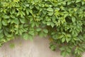 The green ivy on a stone wall at the corner of a house, background Royalty Free Stock Photo