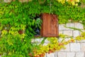 Green ivy on a stone wall with an old window, beautiful background Royalty Free Stock Photo