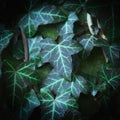 Green ivy texture and pattern background. Close up Royalty Free Stock Photo