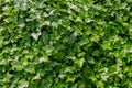 Green Ivy Texture Royalty Free Stock Photo