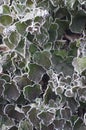 Green ivy texture during winter Royalty Free Stock Photo