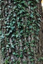 Green ivy on a tree close-up. Summer. Royalty Free Stock Photo