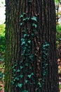 Green ivy on a tree close-up. Summer. Royalty Free Stock Photo