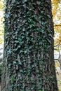 Green ivy on a tree close-up. Summer. Royalty Free Stock Photo