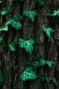 Green ivy on a tree close-up. Summer. Royalty Free Stock Photo