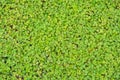 Green ivy tree on the ground. For wallpaper Royalty Free Stock Photo