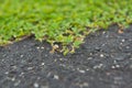 Green ivy tree on the ground. For wallpaper Royalty Free Stock Photo