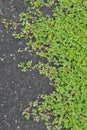 Green ivy tree on the ground. For wallpaper Royalty Free Stock Photo