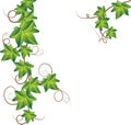 Green ivy. Vector Illustration Royalty Free Stock Photo