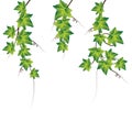 Green ivy. Vector Illustration Royalty Free Stock Photo