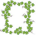 Green ivy . Vector illustration Royalty Free Stock Photo