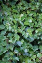 Green ivy vine leaf wall pattern background