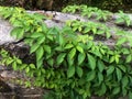 Green ivy vines covering a stone wall