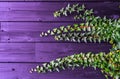 green ivy on vintage purple wooden texture background Royalty Free Stock Photo