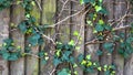 Green ivy on vintage wooden wall backgound Royalty Free Stock Photo