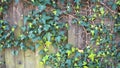Green ivy on vintage wooden wall backgound Royalty Free Stock Photo