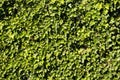 Green ivy wall background wallpaper texture Royalty Free Stock Photo