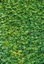 Green ivy wall background Royalty Free Stock Photo