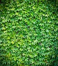 Green ivy wall background Royalty Free Stock Photo