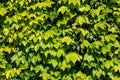 Green Ivy wall background Royalty Free Stock Photo