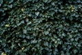 Green ivy wall background, a wall covered with green ivy vine leaves Royalty Free Stock Photo