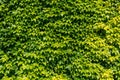 Green Ivy wall background Royalty Free Stock Photo