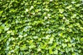 Green ivy wall Royalty Free Stock Photo