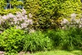 Green ivy wall background with a window and a flower bed Royalty Free Stock Photo