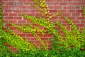 Green ivy wall. Green ivy leaves on red brick wall