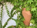 Green ivy on the wall of an old white house and an antique vase