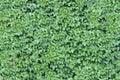 Green Ivy Wall Texture Royalty Free Stock Photo