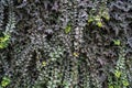 Green ivy wall. Texture or background. A lot of leaves Royalty Free Stock Photo