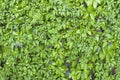 Green ivy wall texture like garden seamless bush fence pattern Royalty Free Stock Photo